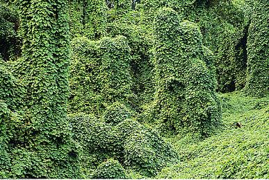 两个人做的游戏也能出海？ 国产独立游戏《无径之林》参展 PAX EAST 游戏展