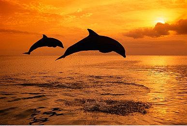 《远征军：罗马》IGN 8分：近些年最好的战术RPG之一