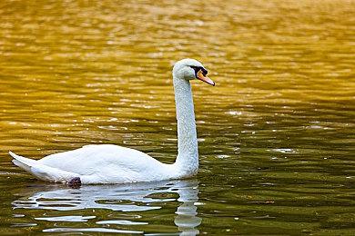 《模拟城市4》坚持20年玩家伟业达成 5000万人巨城建成